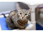 Adopt Emily a Gray or Blue Domestic Shorthair / Mixed Breed (Medium) / Mixed