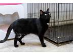Adopt Biff a All Black Domestic Shorthair / Mixed Breed (Medium) / Mixed (short