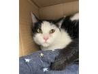 Adopt Jasper a All Black Domestic Shorthair / Mixed Breed (Medium) / Mixed