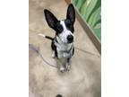 Adopt Sky a Black Border Collie / Mixed Breed (Medium) / Mixed (short coat) dog