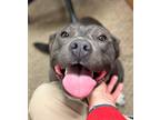 Adopt Zoey - In a foster home a Merle American Pit Bull Terrier / Mixed Breed