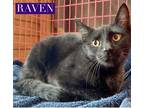 Adopt Raven a All Black Domestic Shorthair / Mixed Breed (Medium) / Mixed (short