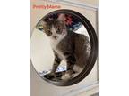 Adopt Pretty Mama a Gray or Blue Domestic Shorthair / Mixed Breed (Medium) /