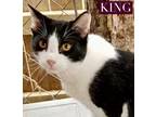 Adopt King a All Black Domestic Shorthair / Mixed Breed (Medium) / Mixed (short
