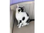 Adopt Roman a All Black Domestic Shorthair / Mixed Breed (Medium) / Mixed (short