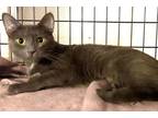 Adopt Chanel a Gray or Blue Domestic Shorthair / Mixed Breed (Medium) / Mixed