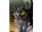 Adopt Spicoli a All Black Domestic Shorthair / Mixed Breed (Medium) / Mixed