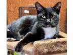 Adopt Dafney a All Black Domestic Shorthair / Mixed Breed (Medium) / Mixed