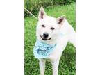 Adopt Scout a Brindle Shepherd (Unknown Type) / Alaskan Klee Kai / Mixed (short