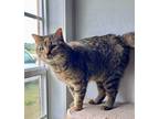 Adopt Bootleg Betty FELV+ a Brown Tabby Domestic Shorthair / Mixed Breed