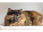 Adopt Streuzelle a All Black Domestic Longhair / Mixed Breed (Medium) / Mixed