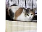 Adopt Margarita a Brown Tabby Domestic Shorthair / Mixed Breed (Medium) / Mixed