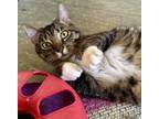 Adopt Steinway a Brown Tabby Domestic Shorthair / Mixed Breed (Medium) / Mixed