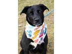Adopt Jada a Black Labrador Retriever / Mixed Breed (Medium) / Mixed (short