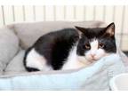 Adopt Pat a All Black Domestic Shorthair / Mixed Breed (Medium) / Mixed (short