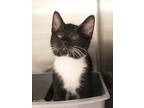 Adopt Magoo a All Black Domestic Shorthair / Mixed Breed (Medium) / Mixed (short