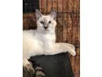 Adopt Zilla a Gray or Blue Siamese / Mixed Breed (Medium) / Mixed (short coat)
