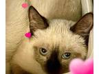 Adopt Celia a Tortoiseshell Siamese / Mixed Breed (Medium) / Mixed (short coat)
