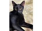 Adopt Castillo a All Black Domestic Shorthair / American Shorthair / Mixed
