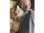 Adopt Lumi FIV+ a Brown Tabby Domestic Mediumhair / Mixed Breed (Medium) / Mixed