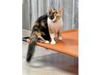 Adopt Sarina FIV+ a All Black Domestic Mediumhair / Mixed Breed (Medium) / Mixed