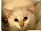 Adopt Quigley a Cream or Ivory Siamese / Mixed Breed (Medium) / Mixed (short