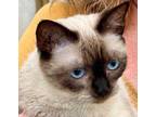 Adopt Luna Rae FIV+ a Tortoiseshell Siamese / Mixed Breed (Medium) / Mixed