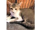 Adopt Calla a Brown Tabby Domestic Shorthair / Mixed Breed (Medium) / Mixed