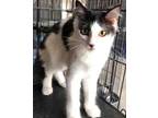 Adopt Voxie a All Black Domestic Mediumhair / Mixed Breed (Medium) / Mixed