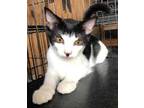 Adopt Avis a All Black Domestic Shorthair / Mixed Breed (Medium) / Mixed (short