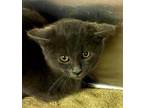 Adopt Teeter a Gray or Blue Domestic Shorthair / Mixed Breed (Medium) / Mixed