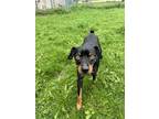 Adopt Scoobydoo a Black Miniature Pinscher / Mixed Breed (Medium) / Mixed (short