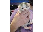 Adopt Tilly a Gray or Blue Domestic Shorthair / Mixed Breed (Medium) / Mixed