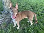 Adopt Hazel a Brown/Chocolate Husky / Mixed Breed (Medium) / Mixed (short coat)