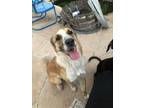 Adopt Harley a Brindle Anatolian Shepherd / Mixed Breed (Medium) / Mixed (short
