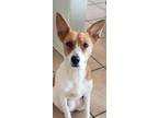 Adopt Elsa a White Jack Russell Terrier / Mixed Breed (Medium) / Mixed (short