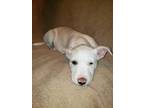 Adopt Angel a White American Pit Bull Terrier / Mixed Breed (Medium) / Mixed