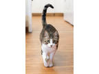 Adopt Nimue a Gray or Blue American Shorthair / Mixed Breed (Medium) / Mixed
