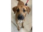 Adopt Bo a Brindle Black Mouth Cur / Mixed Breed (Medium) / Mixed (short coat)