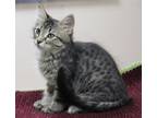 Adopt Finnagin a All Black Domestic Shorthair / Mixed Breed (Medium) / Mixed