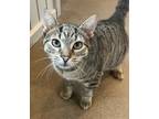 Adopt Dusty Bottoms a Brown Tabby Domestic Shorthair / Mixed Breed (Medium) /