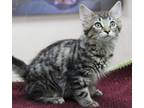 Adopt Frankford a All Black Domestic Shorthair / Mixed Breed (Medium) / Mixed