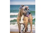 Adopt Keaton a Brindle Boxer / American Staffordshire Terrier / Mixed (short