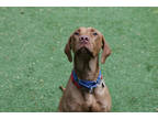 Adopt Skye a Brown/Chocolate Mixed Breed (Medium) / Mixed Breed (Medium) / Mixed