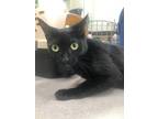 Adopt Cucumber a All Black Domestic Shorthair / Mixed Breed (Medium) / Mixed