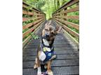 Adopt Buster a Black Australian Cattle Dog / Mixed Breed (Medium) / Mixed (short