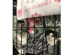 Adopt Tinsel a Gray or Blue Domestic Shorthair / Mixed Breed (Medium) / Mixed