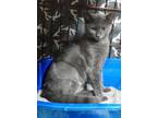 Adopt Misty a Gray or Blue Domestic Shorthair / Mixed Breed (Medium) / Mixed