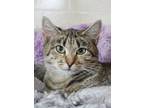 Adopt Sassafras a Brown Tabby Domestic Shorthair / Mixed Breed (Medium) / Mixed
