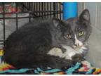 Adopt Grace a Gray or Blue Domestic Shorthair / Mixed Breed (Medium) / Mixed